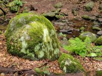 El Cedro/Garajonay-Nationalpark/La Gomera/Kanaren