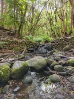 El Cedro/Garajonay-Nationalpark/La Gomera/Kanaren