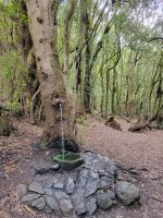 El Cedro/Garajonay-Nationalpark/La Gomera/Kanaren