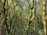 El Cedro/Garajonay-Nationalpark/La Gomera/Kanaren
