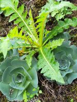 Reventón Oscuro/La Gomera/Kanaren