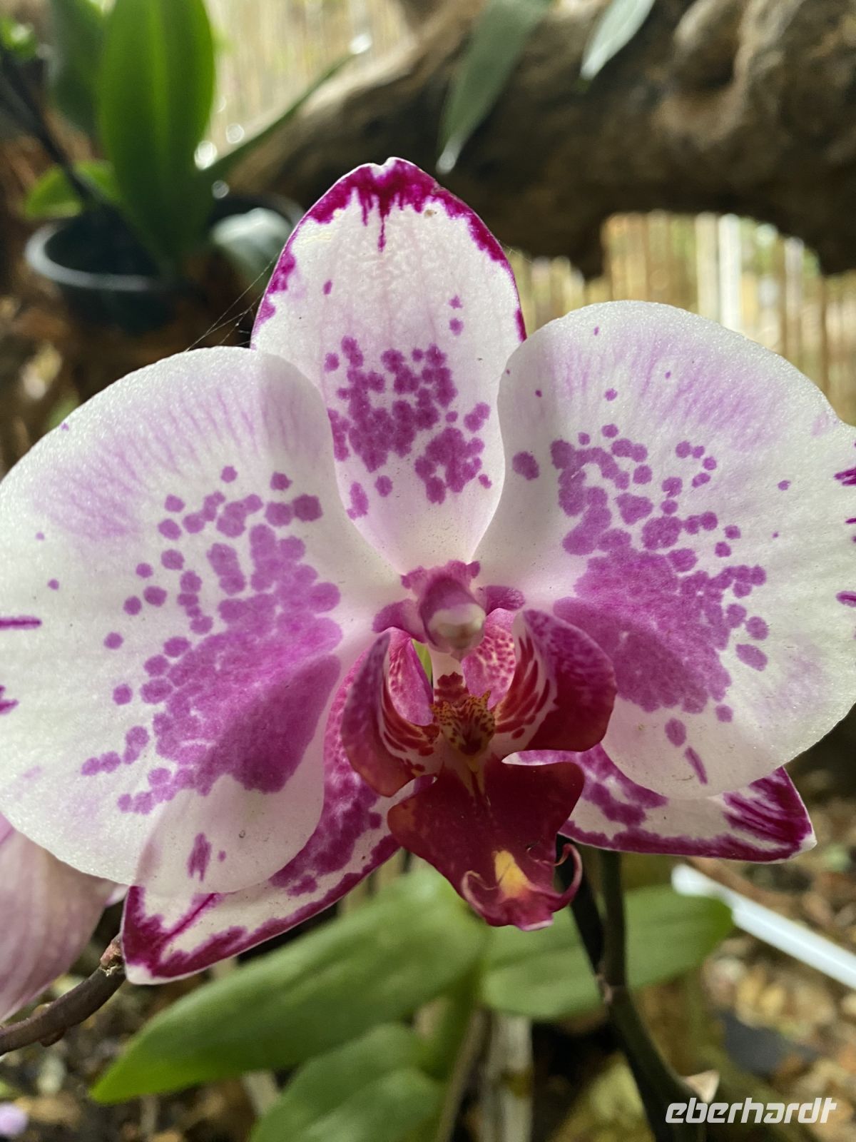 Im Orchideengarten