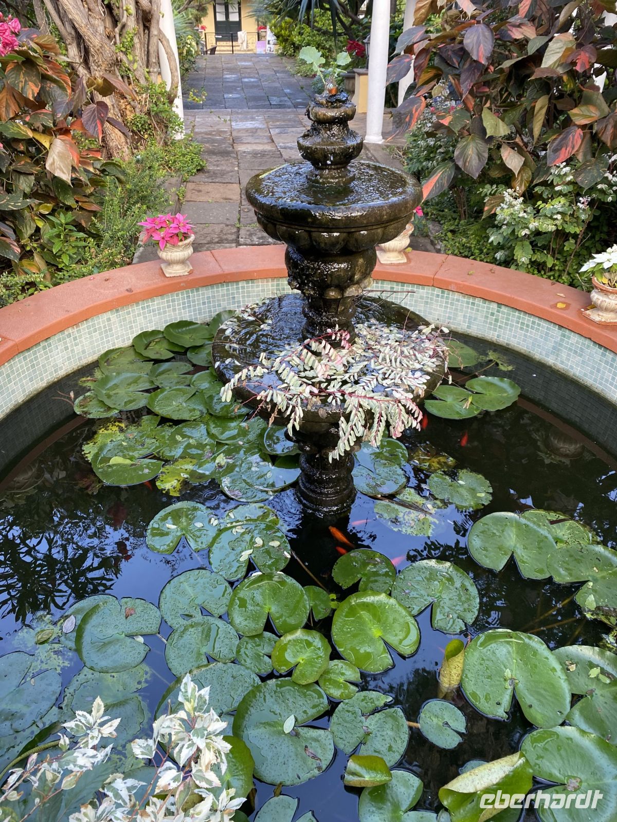 Seerosen im Sitio Litre