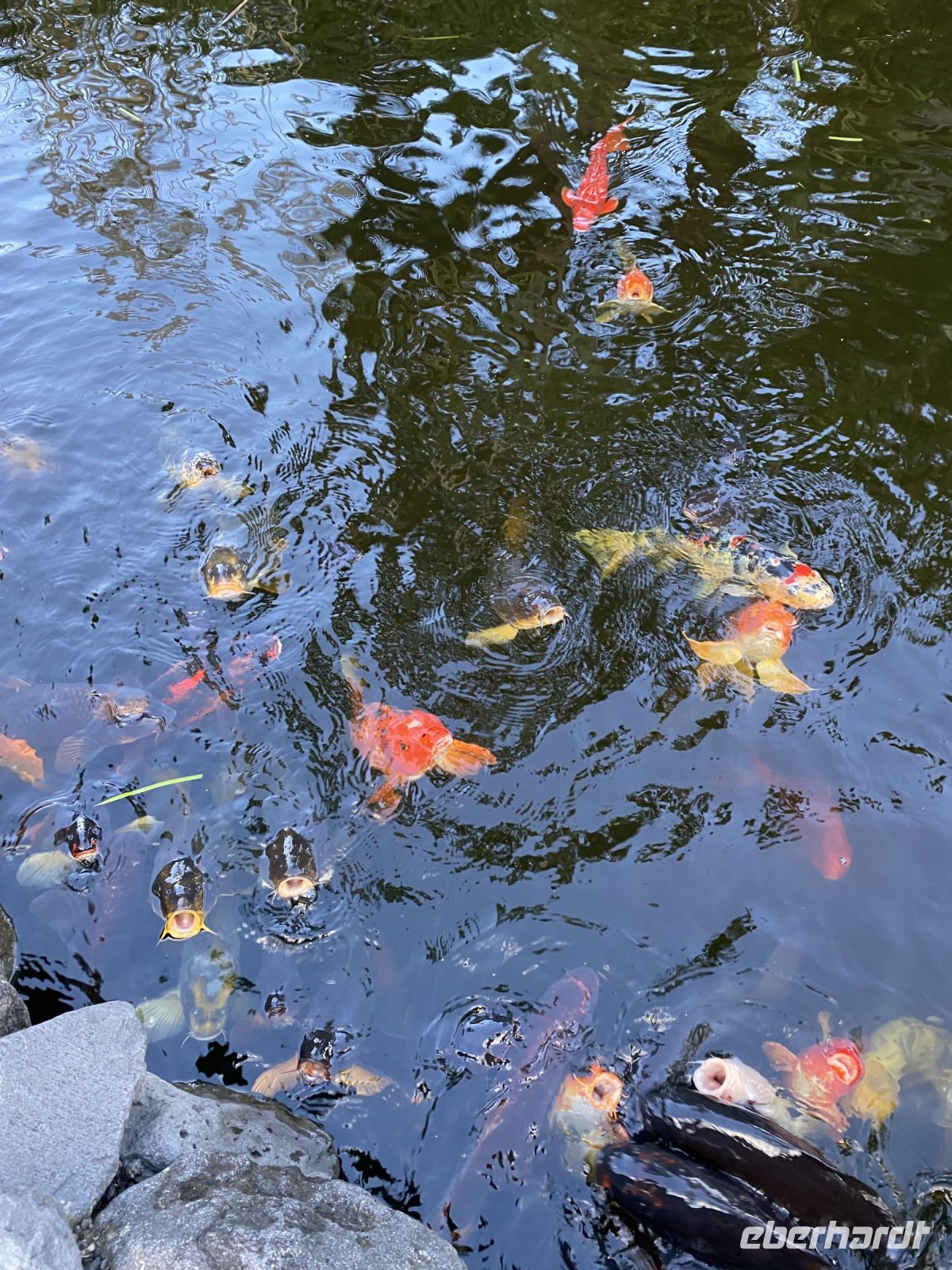 Koiteich im Sitio Litre