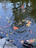 Koiteich im Sitio Litre