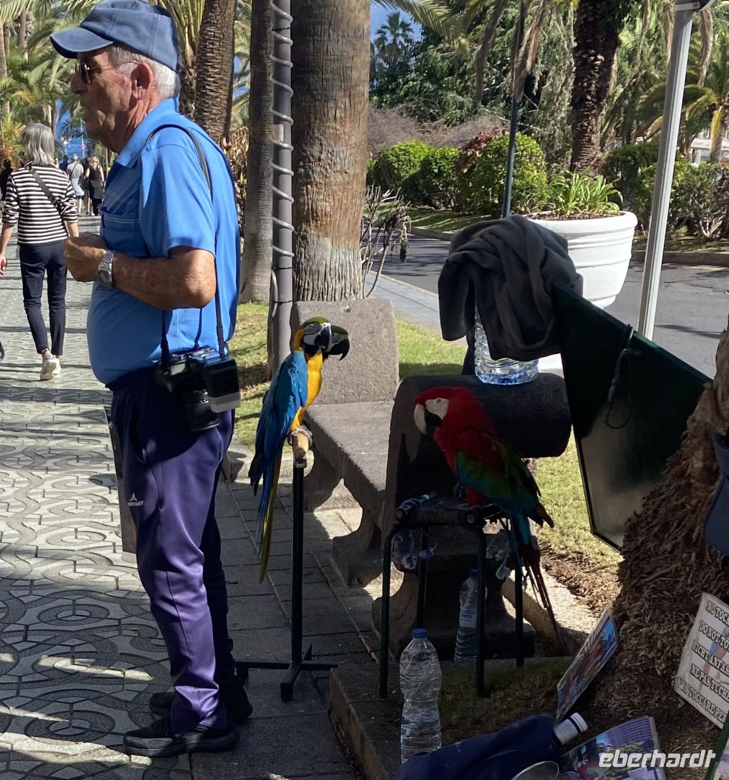 Fotograf mit Papageien 