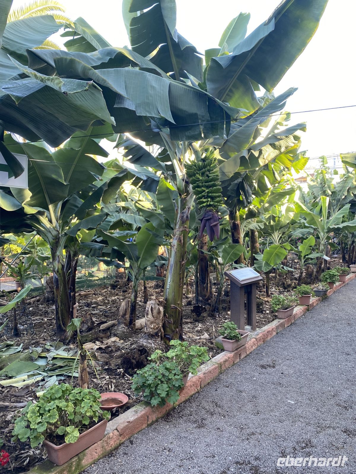 Bananenmuseum Icod los Vinos