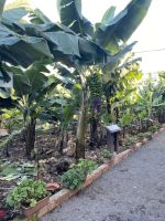 Bananenmuseum Icod los Vinos