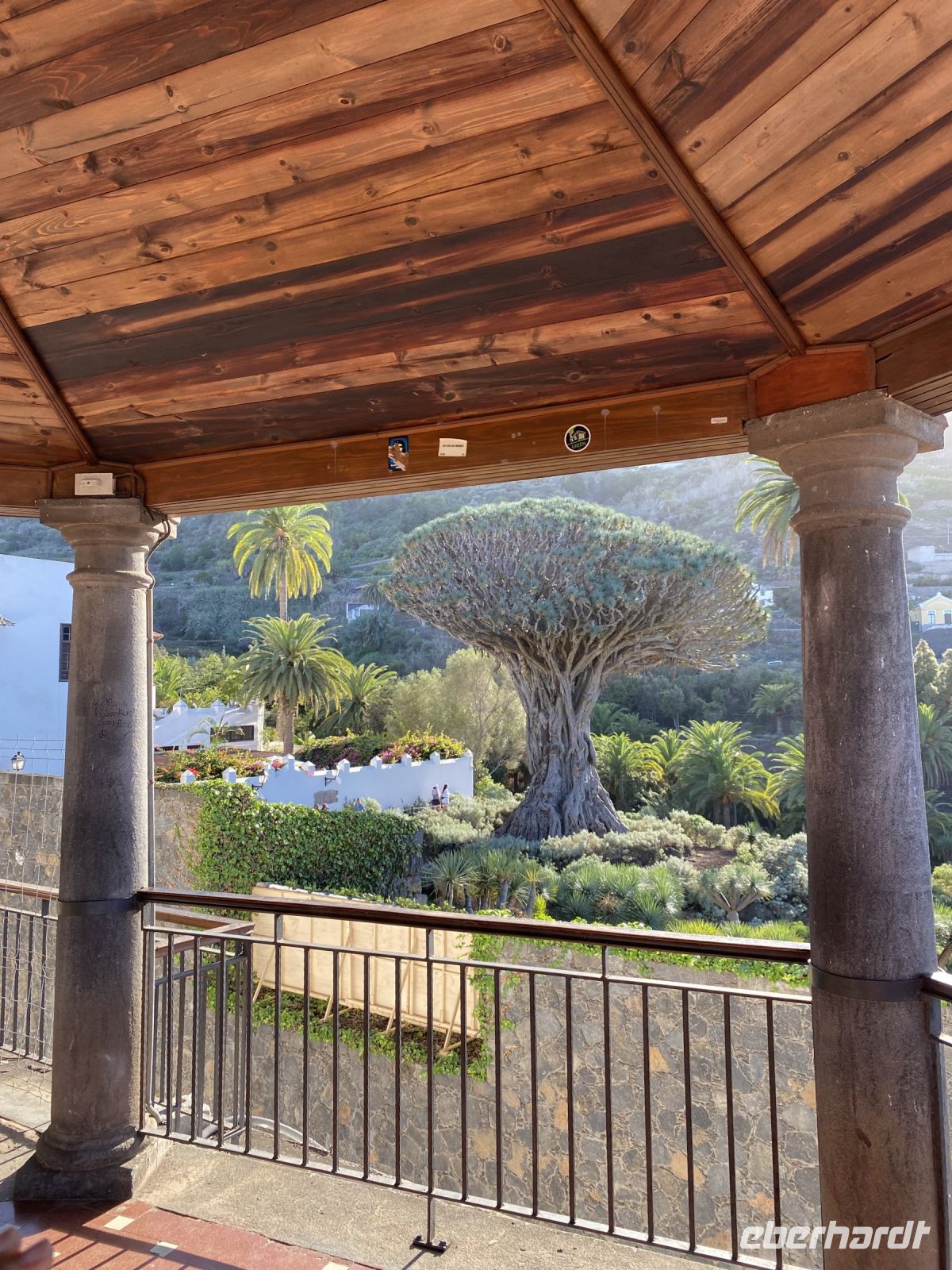 Sehr alter Drachenbaum