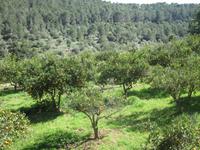 Olivenhain in Alfabia