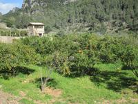 Gartenblick in Alfabia