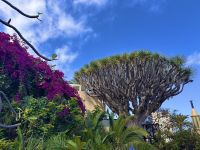 Teneriffa - Puerto de la Cruz Orchideengarten