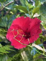 Teneriffa - Puerto de la Cruz Orchideengarten