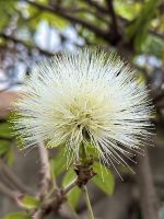 Teneriffa - La Orotava