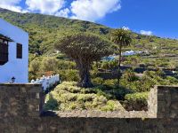 Teneriffa - Las Canas Tausendjähriger Baum 