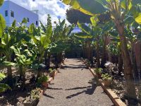 Teneriffa - Las Canas Bananenmuseum 