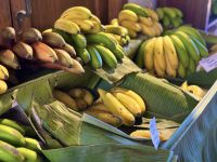 Teneriffa - Las Canas Bananenmuseum