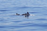 Teneriffa - Küstenschiffsfahrt