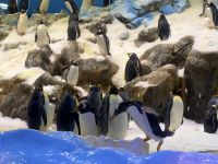 Teneriffa - Loro-Park 