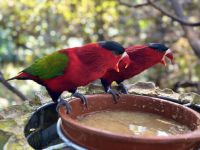 Teneriffa - Loro-Park