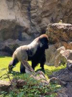 Teneriffa - Loro-Park