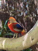 Teneriffa - Loro-Park