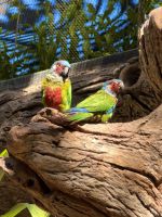 Teneriffa - Loro-Park