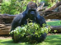 Teneriffa - Loro-Park 