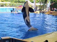Teneriffa - Loro-Park 