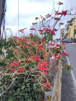 Der Christstern kann alt und mehrere Meter hoch werden