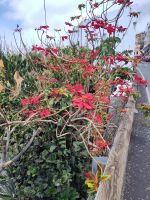 der Christstern kann alt und groß werden