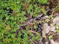 Auf Gomera endemischer Mistkäfer 