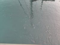 Im Hafenbecken ist richtig Leben - man kann untereschiedliche Fische erkennen: Brassen, Barsche, sogar einen Trompetenfisch (nicht auf dem Foto)