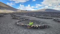 La Geria Weinanbau auf Lanzarote