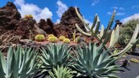 Jardin de Cactus