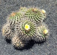 jardin de Cactus