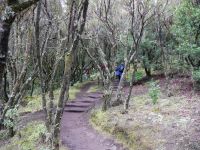 Aufstieg zum Garajonay