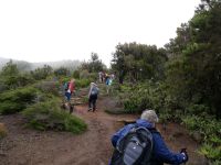 Garajonay, kurz vor'm Gipfel