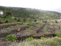 Alter Terrassenfeldbau auf La Gomera