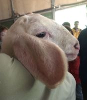 Spanien, Arenas de Cabrales, El Cabriterú