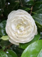 Spanien, Besuch in der Bodega Pazo Rubianes, Kameliengarten