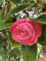 Spanien, Castelo de Soutomaior, Kameliengarten de Excelencia