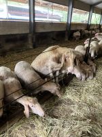 Spanien, Arenas de Cabrales, El Cabriterú