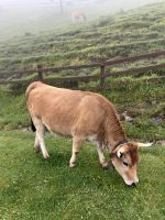 Spanien, Covadonga, Asturische Bergkuh