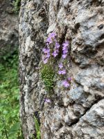 Spanien, Covadonga, Flora