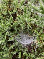 Spanien, Covadonga, Regenmysthik