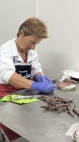 Spanien, Santoña, Handarbeit Sardellenfabrik