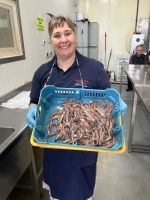 Spanien, Santoña, Besichtigung Sardellenfabrik