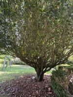 Pazo de Rubianes .JPG