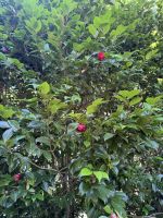 Pazo de Rubianes.JPG